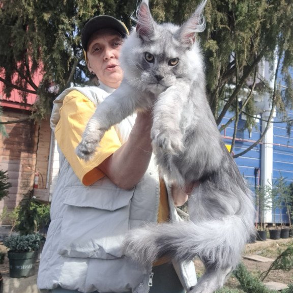 Maine Coon JBM Timian
