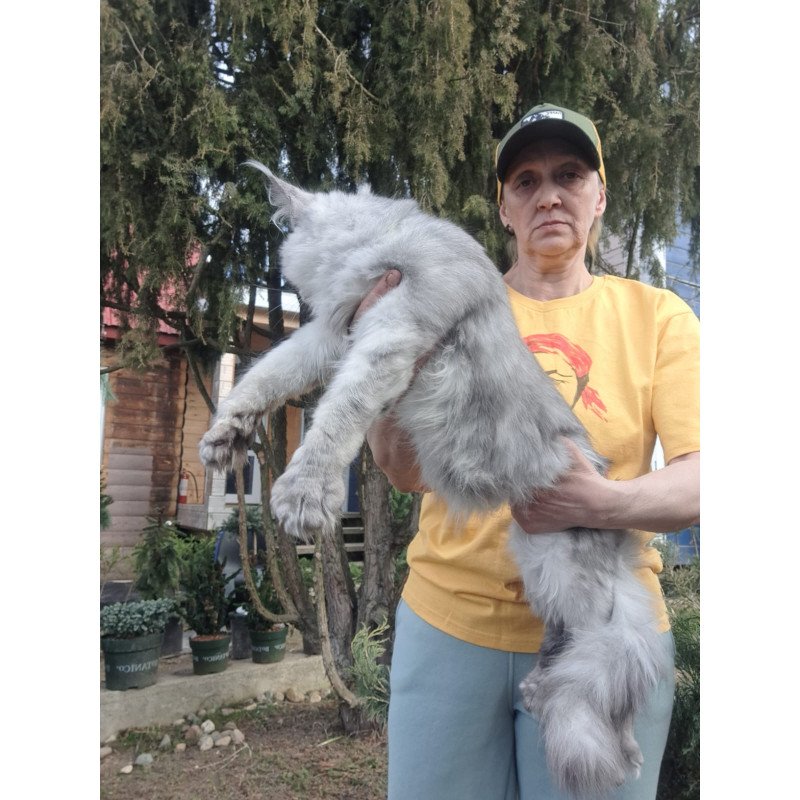 Maine Coon JBM Timian