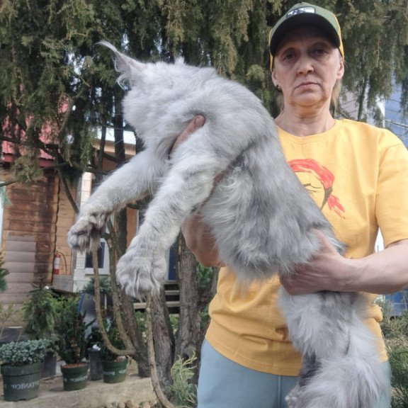 Maine Coon JBM Timian