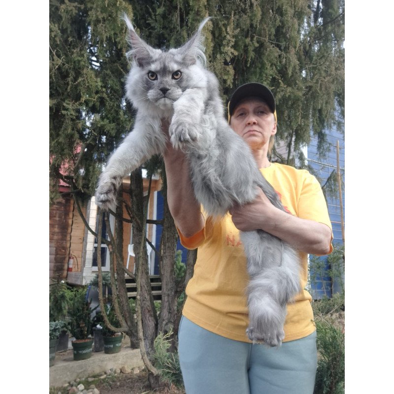 Maine Coon JBM Timian
