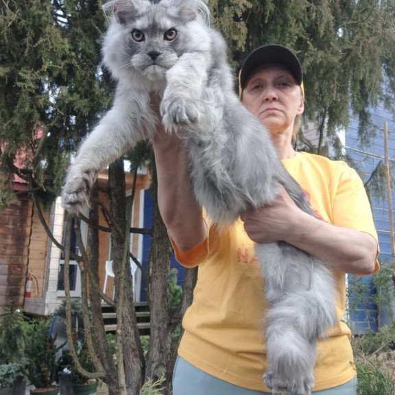 Maine Coon JBM Timian