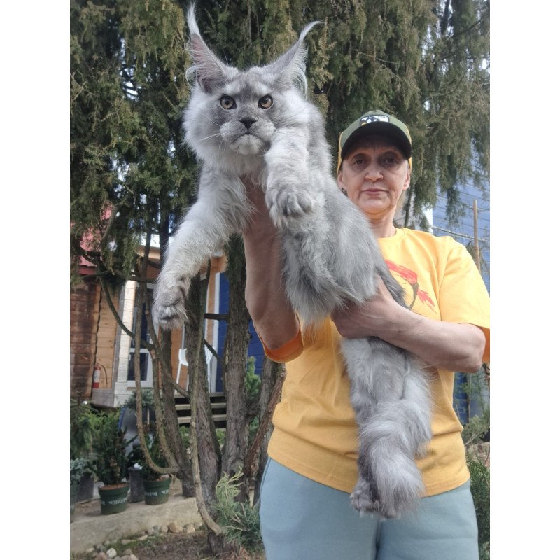 Maine Coon JBM Timian