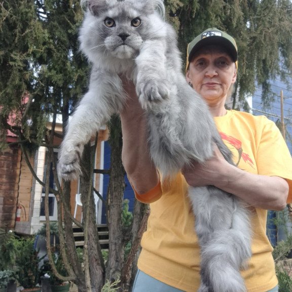 Maine Coon JBM Timian
