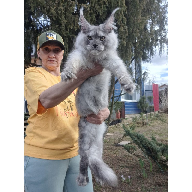 Maine Coon JBM Timian
