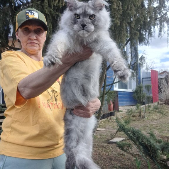Maine Coon JBM Timian