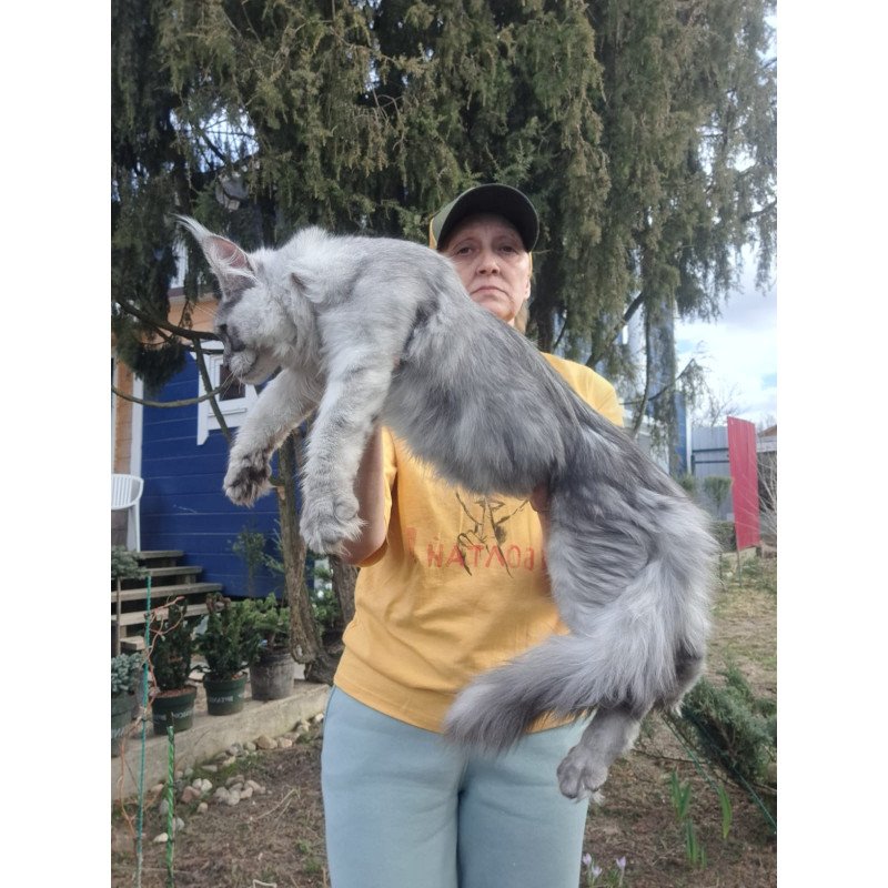 Maine Coon JBM Timian