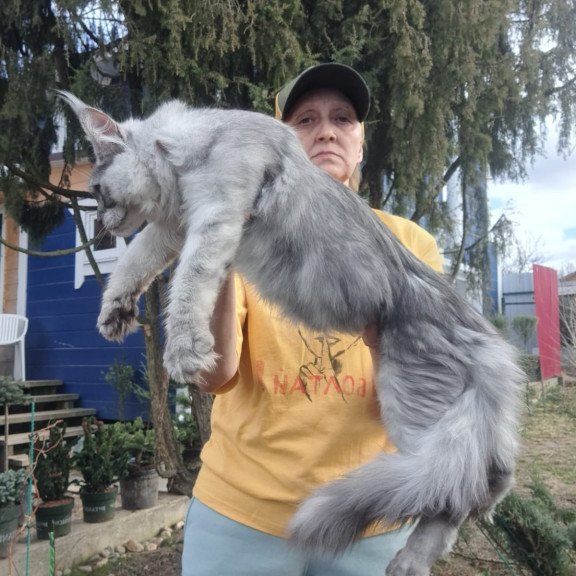 Maine Coon JBM Timian