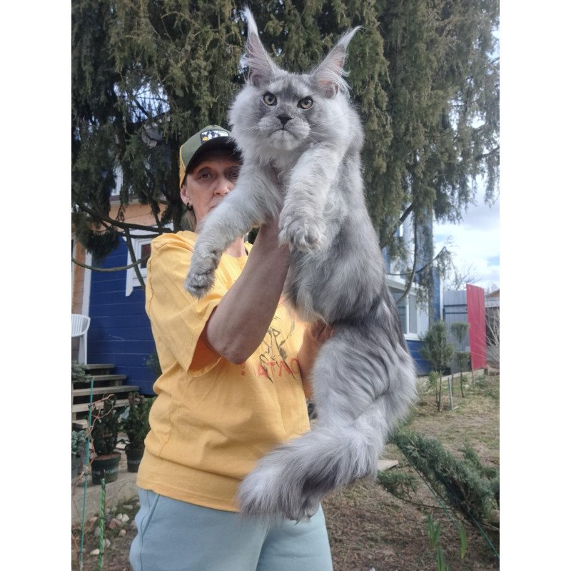 Maine Coon JBM Timian