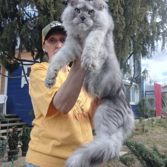 Maine Coon JBM Timian