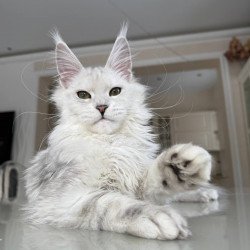 Maine Coon JBM Olimpia