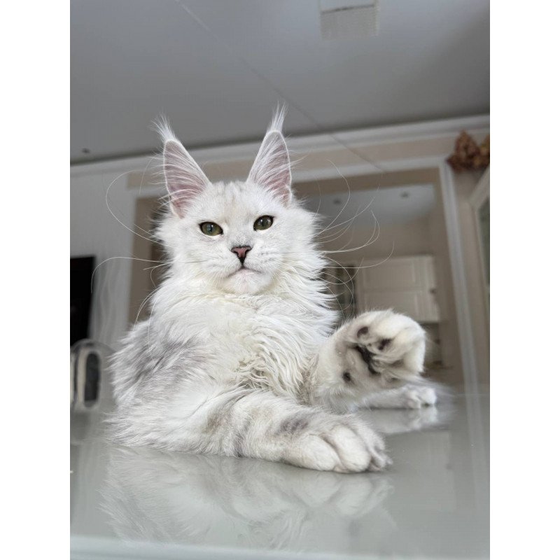 Maine Coon JBM Olimpia
