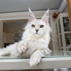 Maine Coon JBM Olimpia
