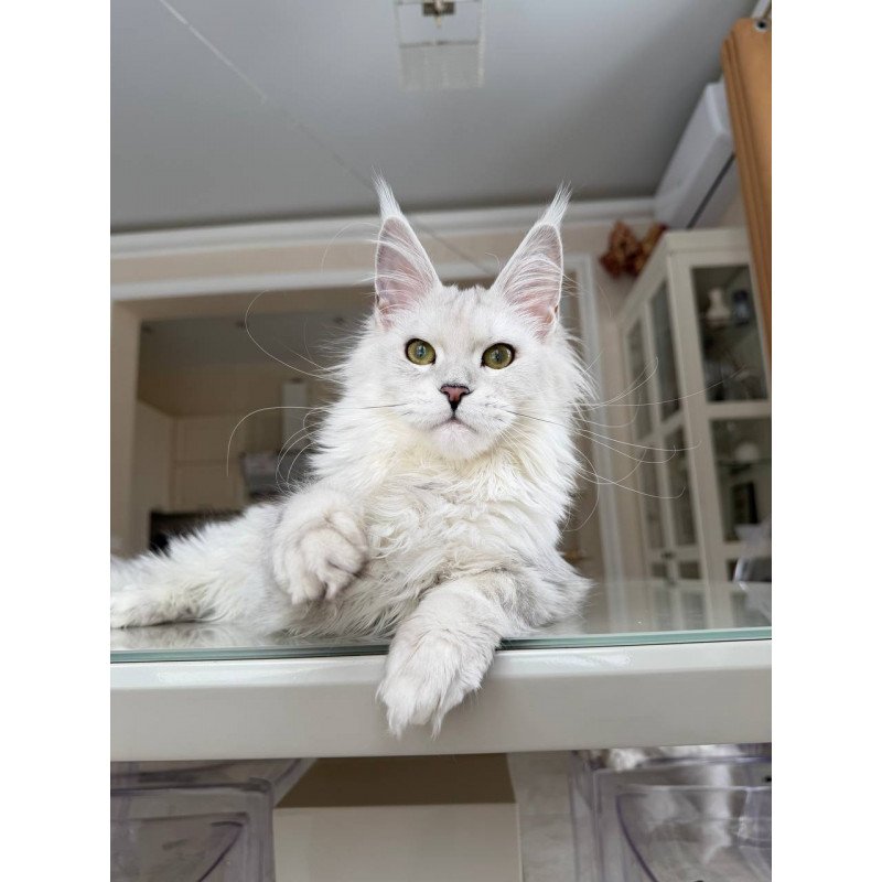 Maine Coon JBM Olimpia