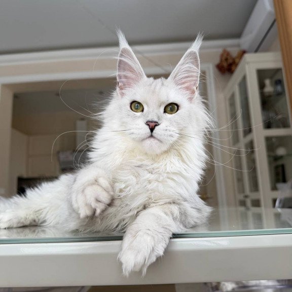 Maine Coon JBM Olimpia