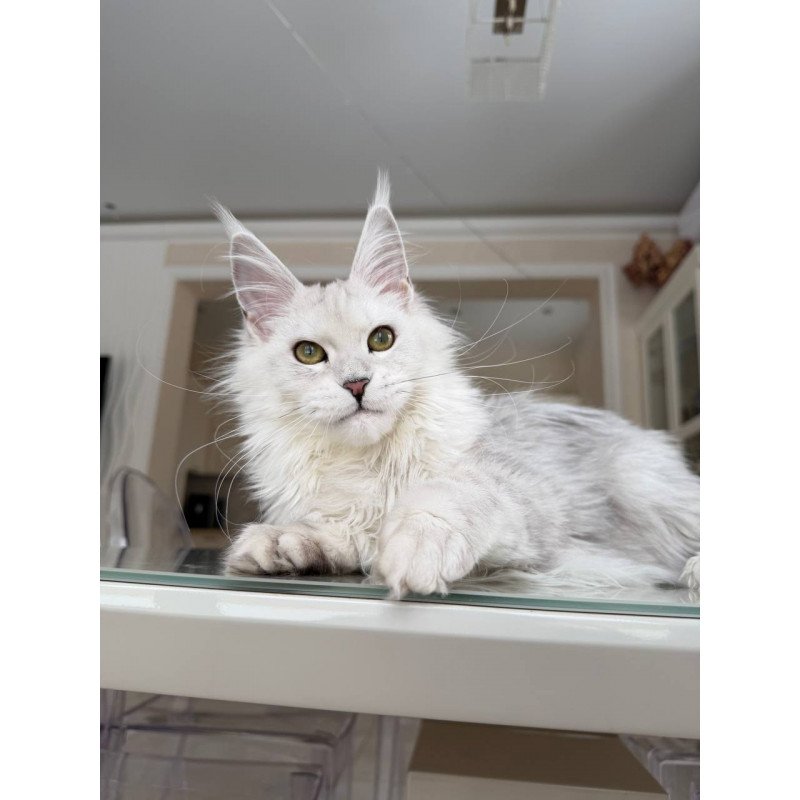 Maine Coon JBM Olimpia