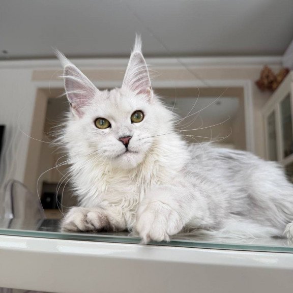 Maine Coon JBM Olimpia