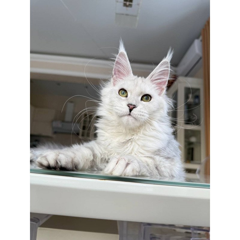 Maine Coon JBM Olimpia