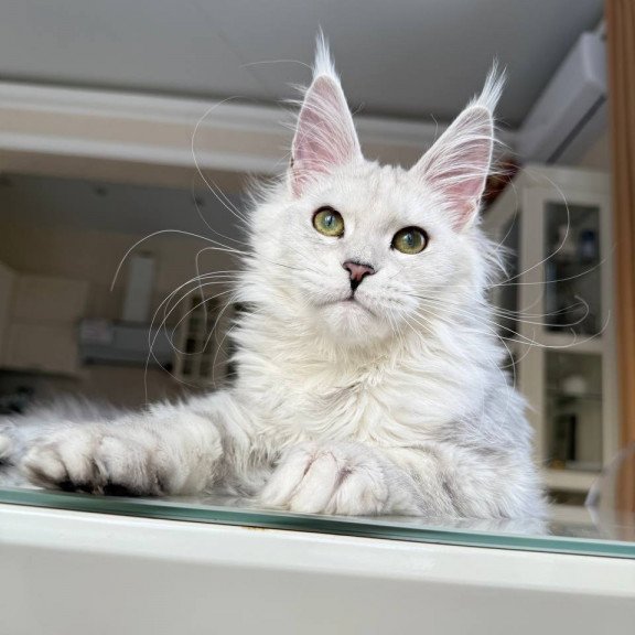 Maine Coon JBM Olimpia