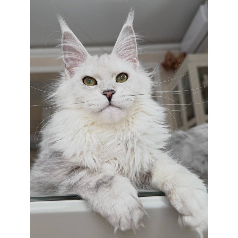 Maine Coon JBM Olimpia