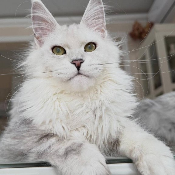 Maine Coon JBM Olimpia