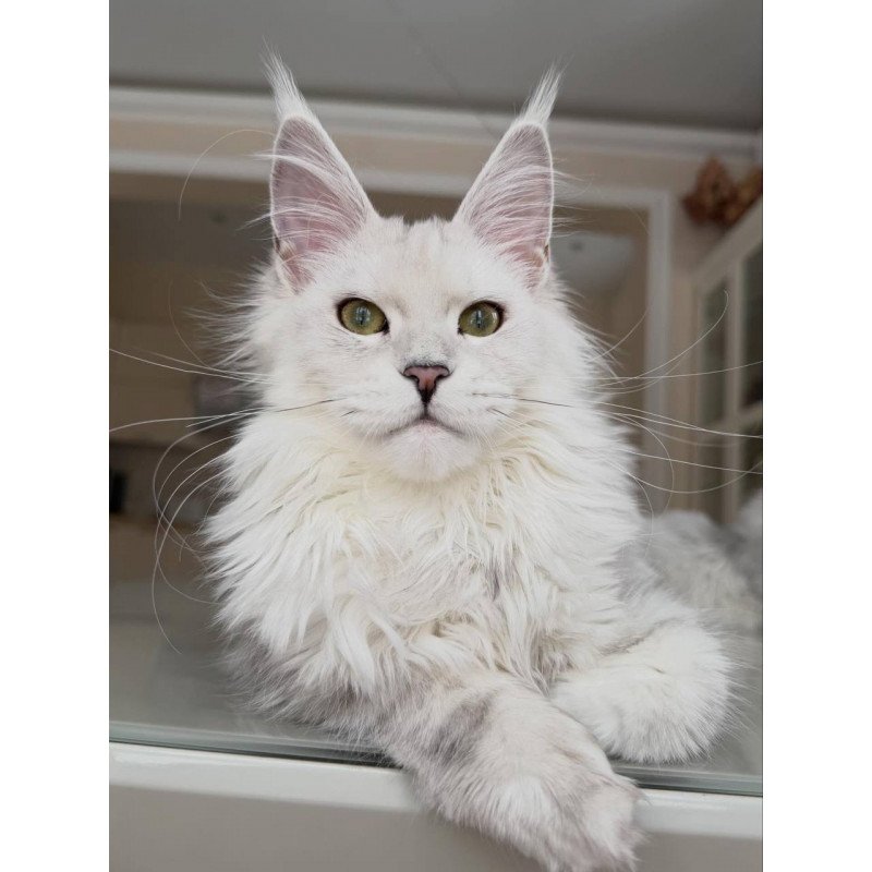 Maine Coon JBM Olimpia