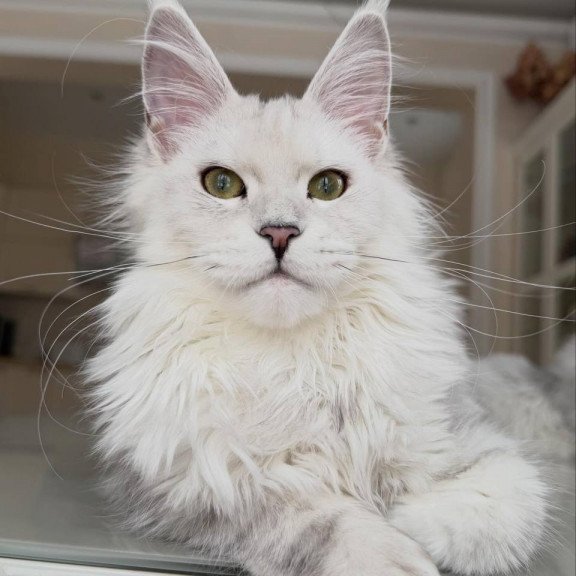 Maine Coon JBM Olimpia