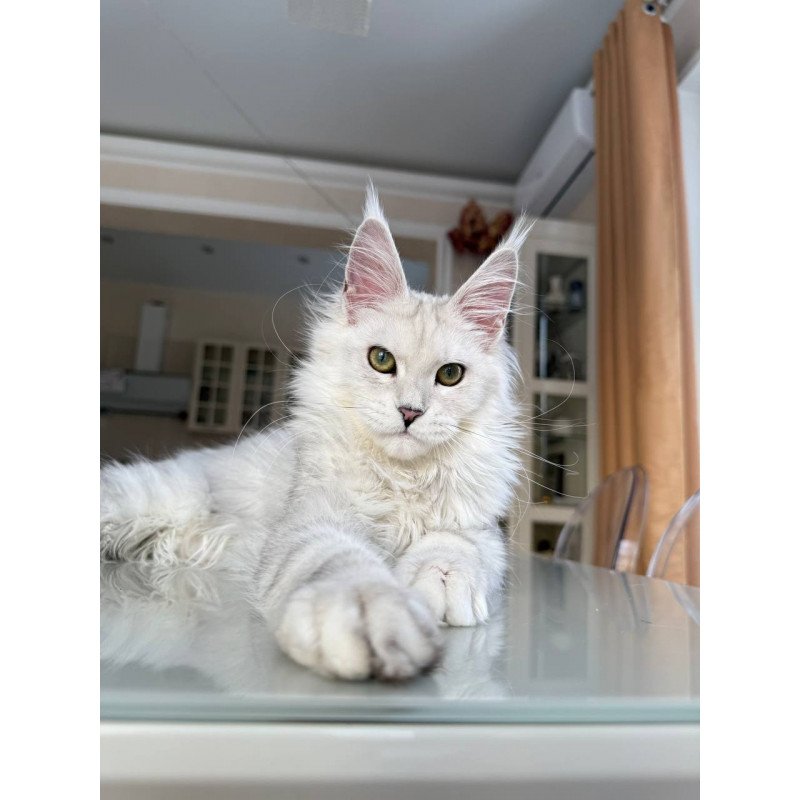 Maine Coon JBM Olimpia