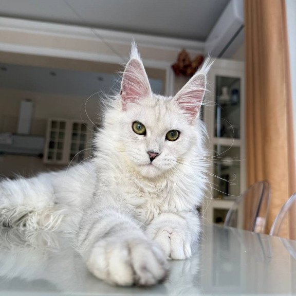 Maine Coon JBM Olimpia