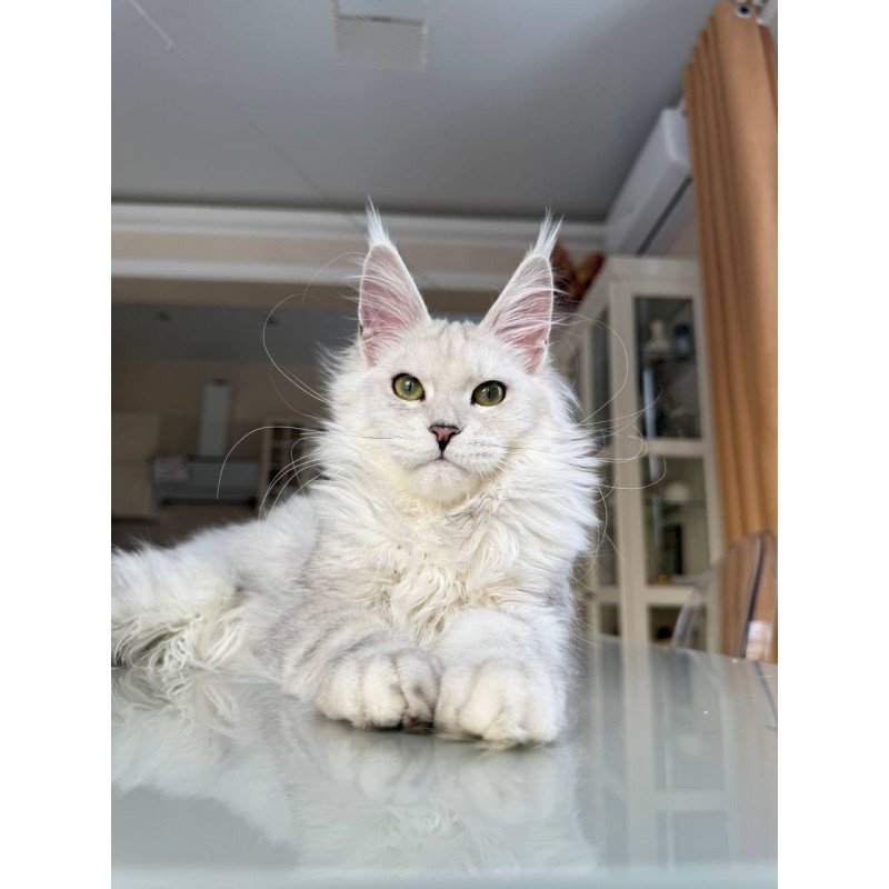 Maine Coon JBM Olimpia