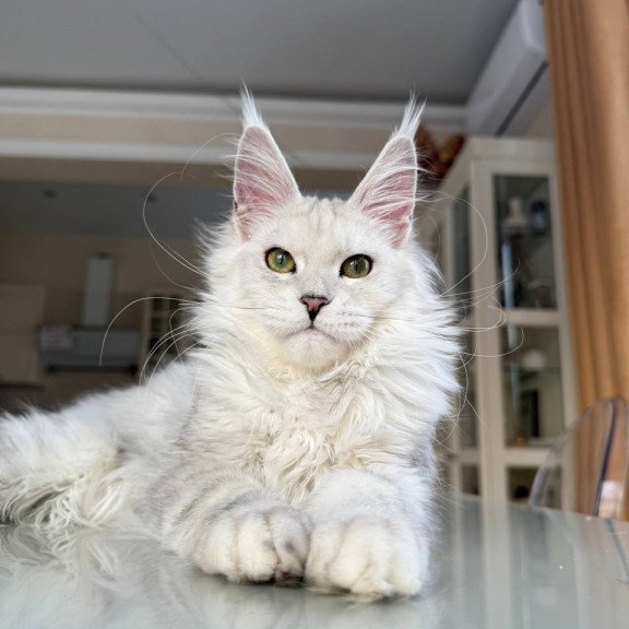 Maine Coon JBM Olimpia