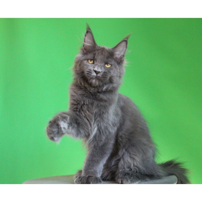 Maine Coon JBM Femme Fatale Polydactyl