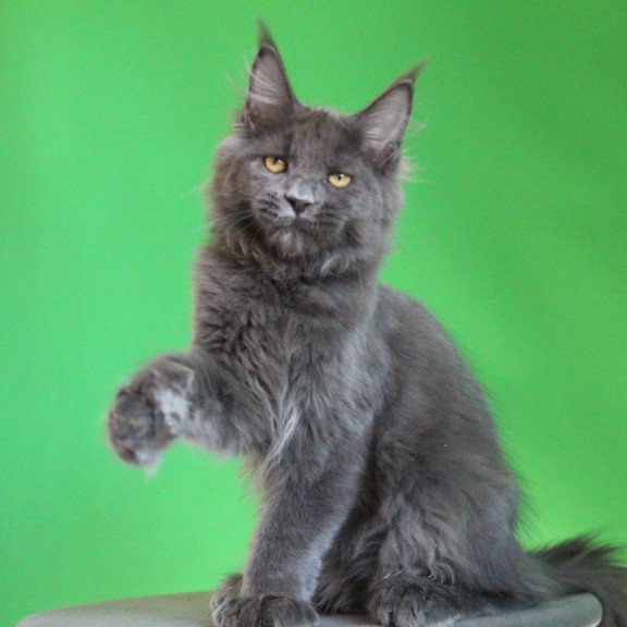 Maine Coon JBM Femme Fatale Polydactyl