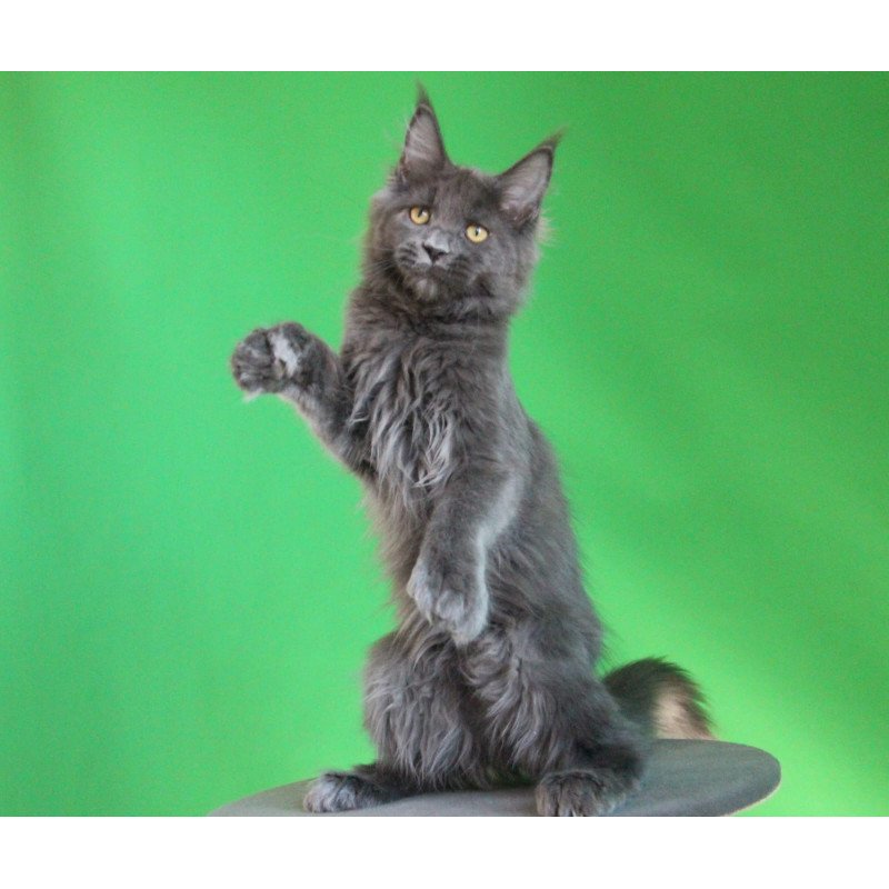 Maine Coon JBM Femme Fatale Polydactyl