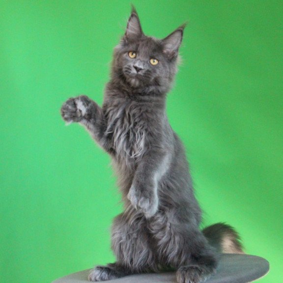 Maine Coon JBM Femme Fatale Polydactyl