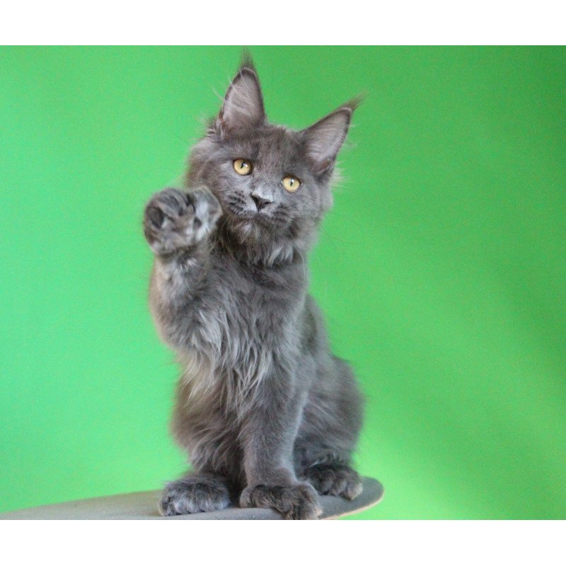 Maine Coon JBM Femme Fatale Polydactyl