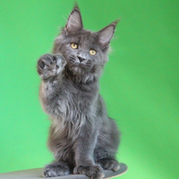 Maine Coon JBM Femme Fatale Polydactyl