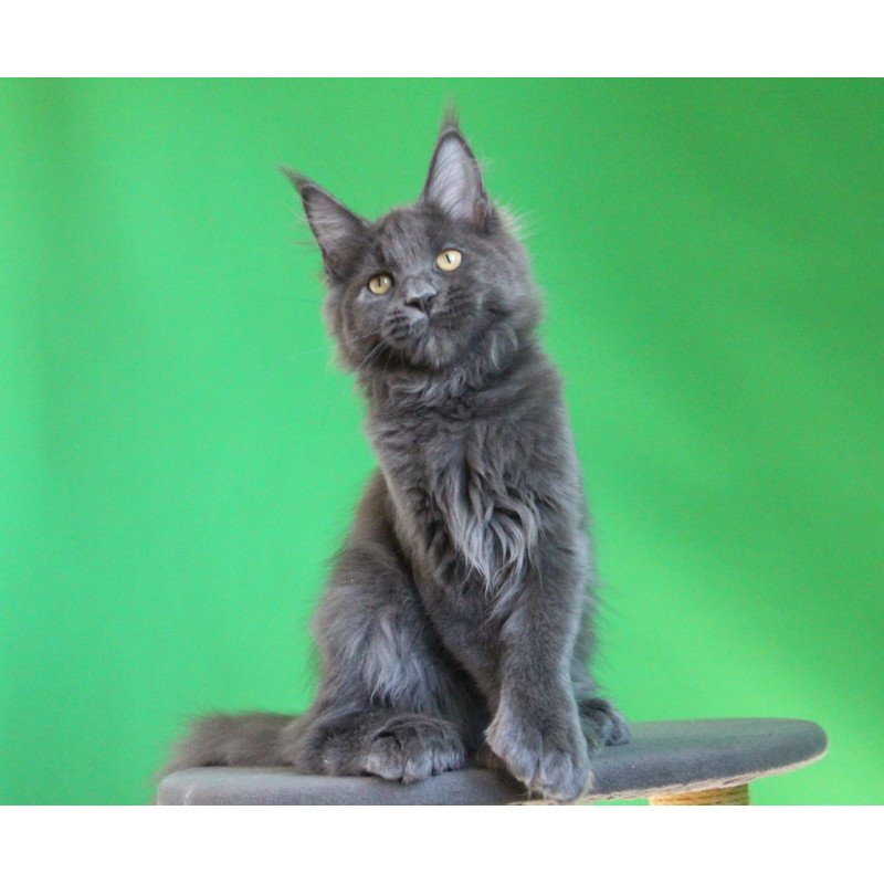 Maine Coon JBM Femme Fatale Polydactyl