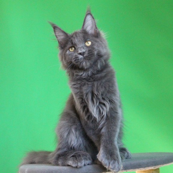 Maine Coon JBM Femme Fatale Polydactyl