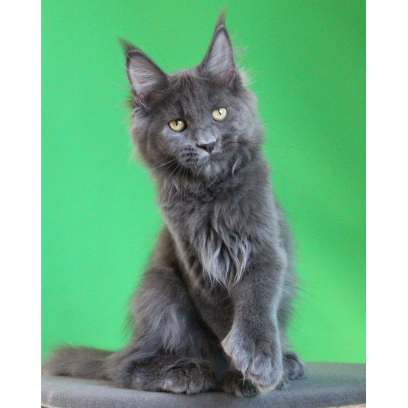 Maine Coon JBM Femme Fatale Polydactyl