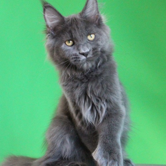 Maine Coon JBM Femme Fatale Polydactyl