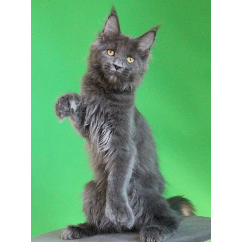 Maine Coon JBM Femme Fatale Polydactyl