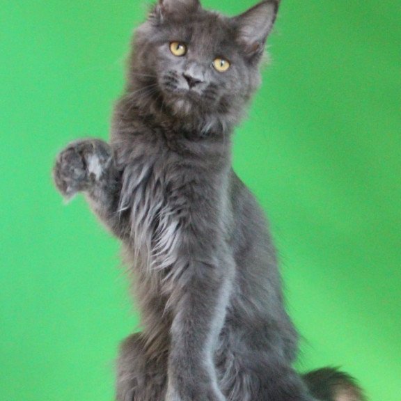 Maine Coon JBM Femme Fatale Polydactyl
