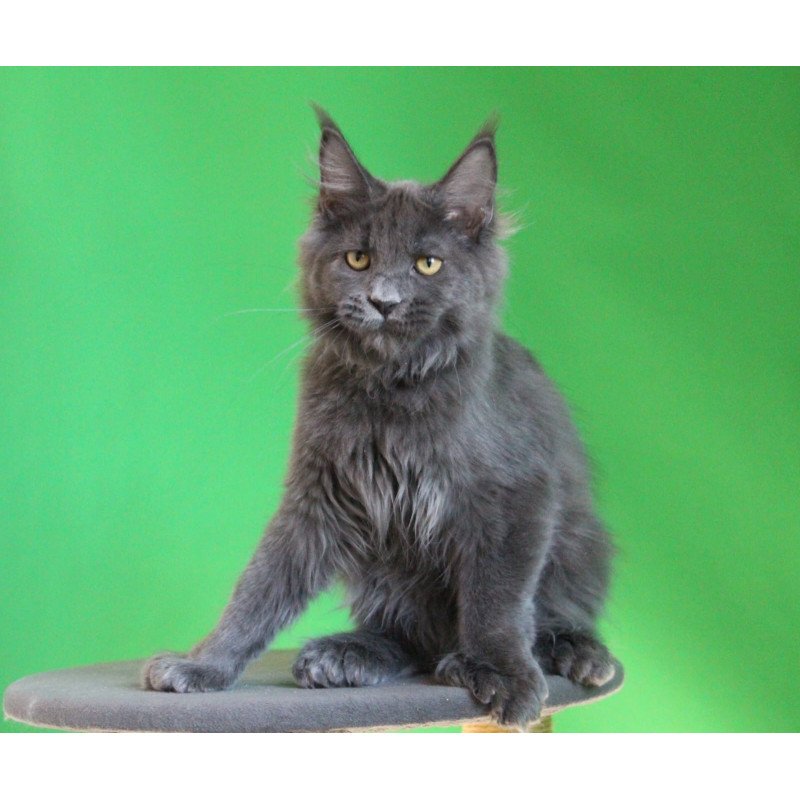 Maine Coon JBM Femme Fatale Polydactyl