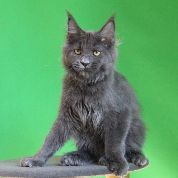 Maine Coon JBM Femme Fatale Polydactyl