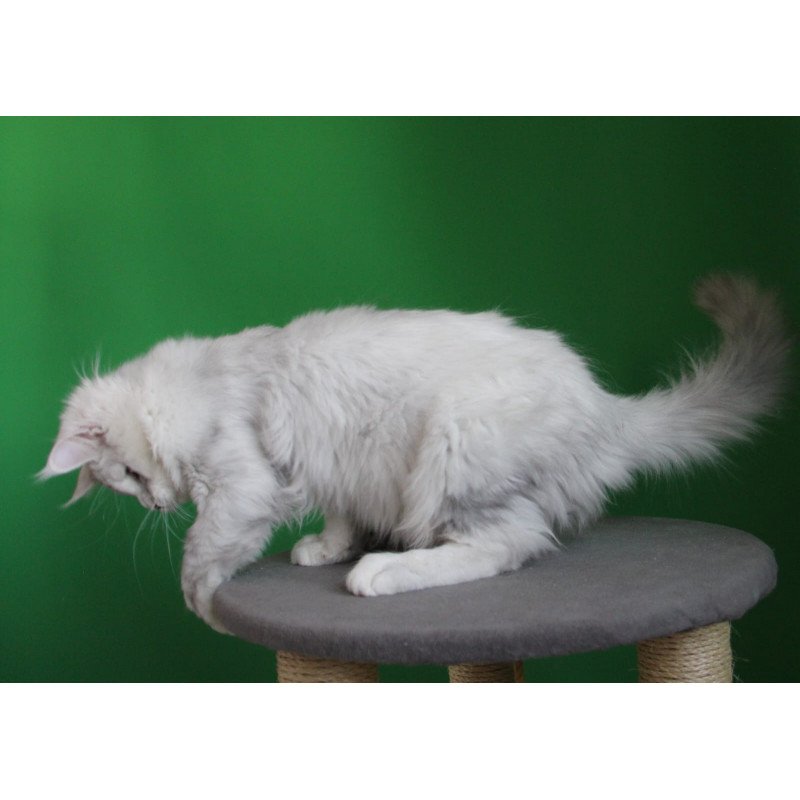 Maine Coon JBM Baylis