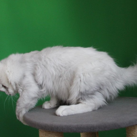 Maine Coon JBM Baylis