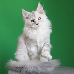 Maine Coon JBM Baylis
