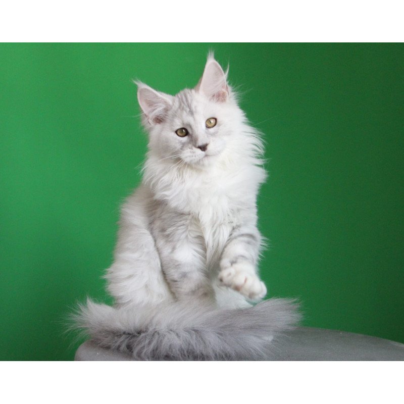 Maine Coon JBM Baylis