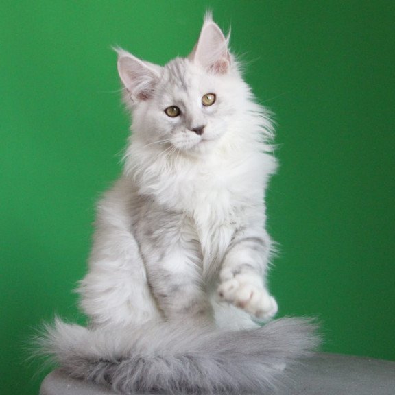 Maine Coon JBM Baylis