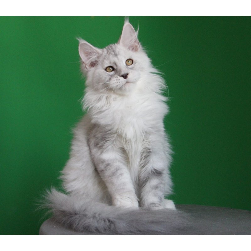 Maine Coon JBM Baylis
